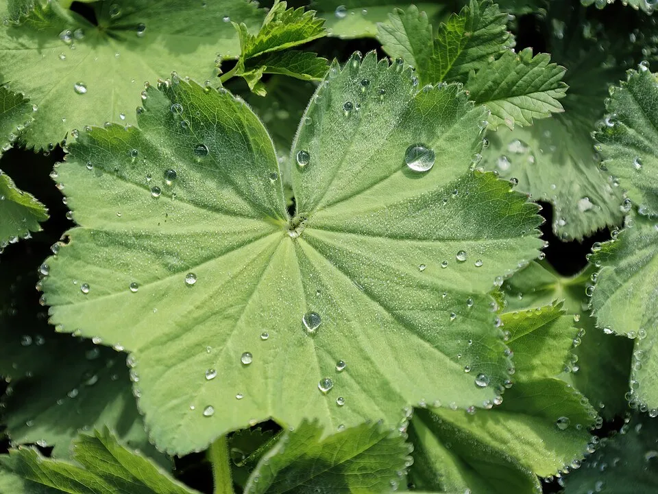 Törpe palástfű / Alchemilla erythropoda 'Alma'