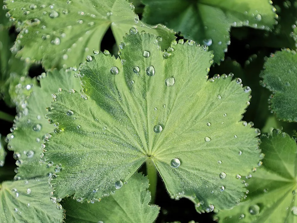 Törpe palástfű / Alchemilla erythropoda 'Alma'