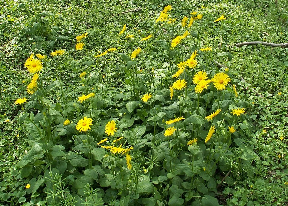 Keleti zergevirág / Doronicum orientale LEONARDO 'Compact'