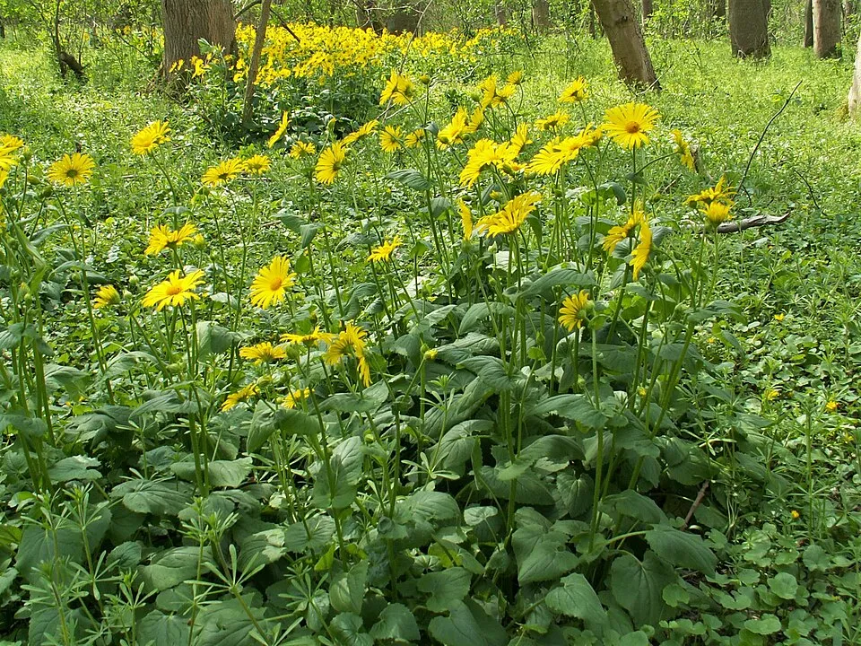 Keleti zergevirág / Doronicum orientale LEONARDO 'Compact'