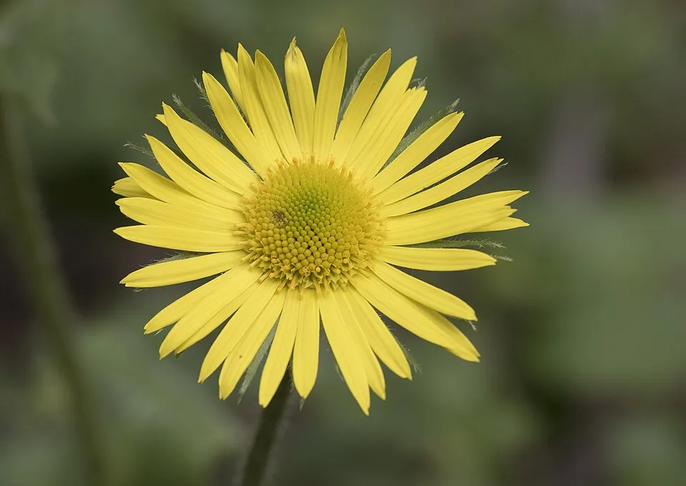 Keleti zergevirág / Doronicum orientale LEONARDO 'Compact'