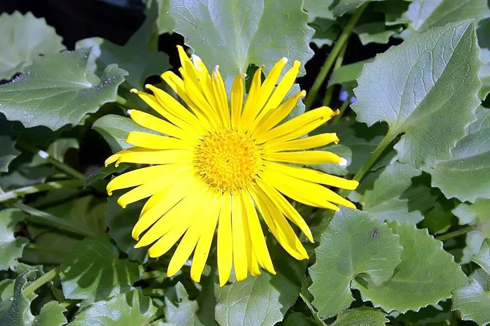 Keleti zergevirág / Doronicum orientale LEONARDO 'Compact'