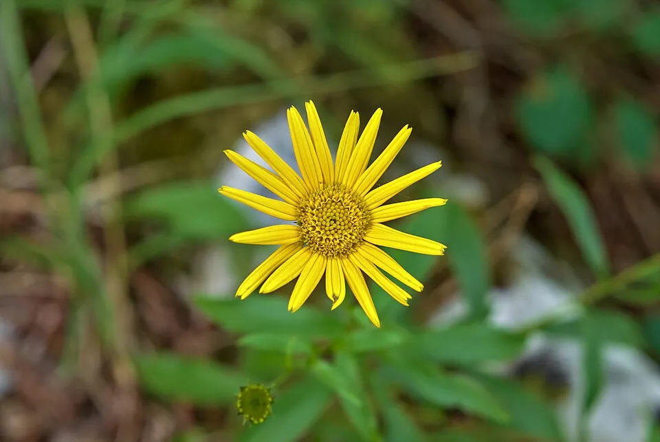 Keleti zergevirág / Doronicum orientale LEONARDO 'Compact'