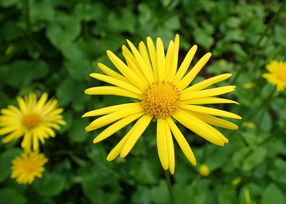 Keleti zergevirág / Doronicum orientale LEONARDO 'Compact'