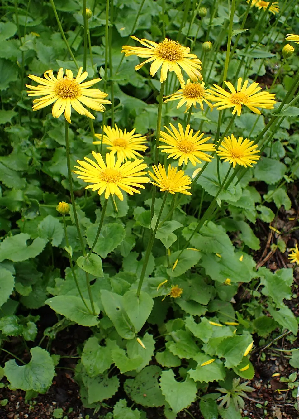 Keleti zergevirág / Doronicum orientale LEONARDO 'Compact'