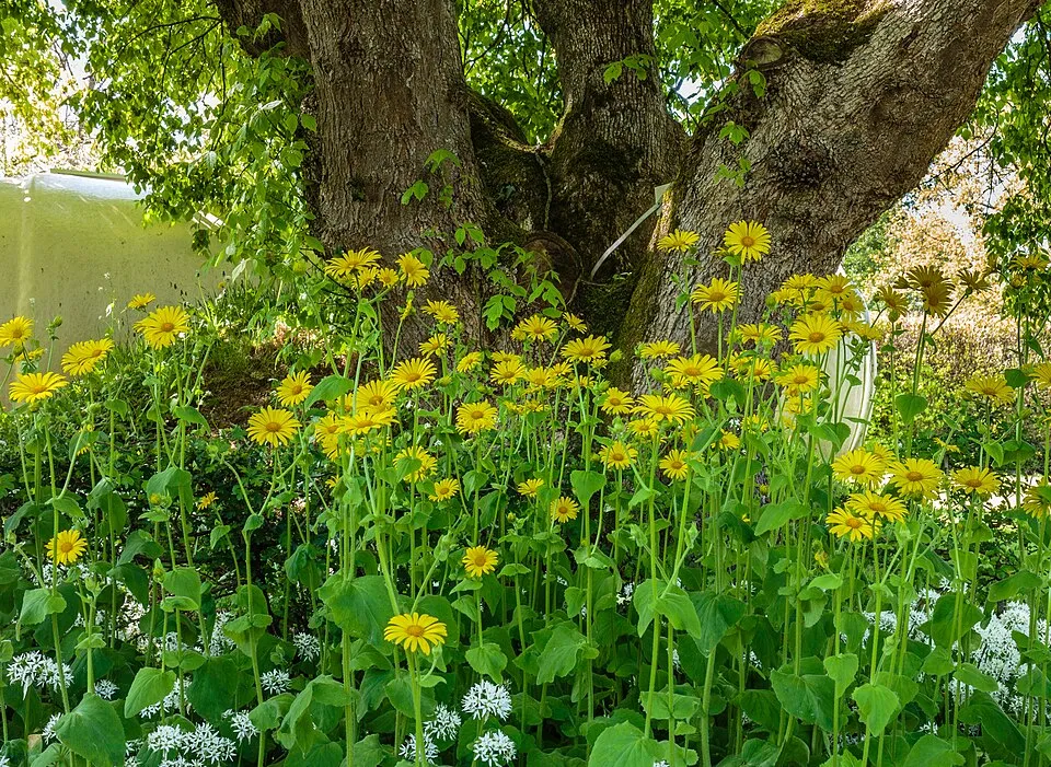 Keleti zergevirág / Doronicum orientale LEONARDO 'Compact'