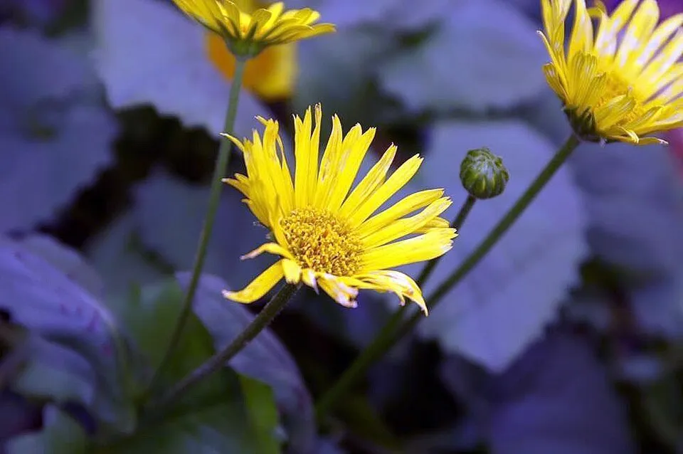 Keleti zergevirág / Doronicum orientale 'Little Leo'