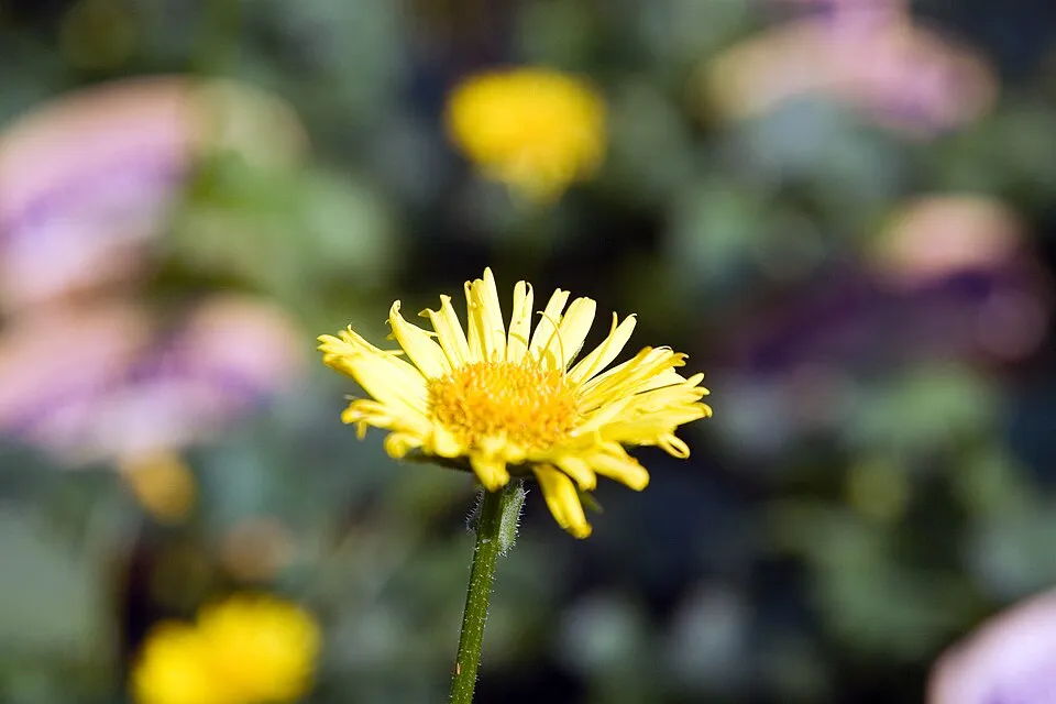 Keleti zergevirág / Doronicum orientale 'Little Leo'