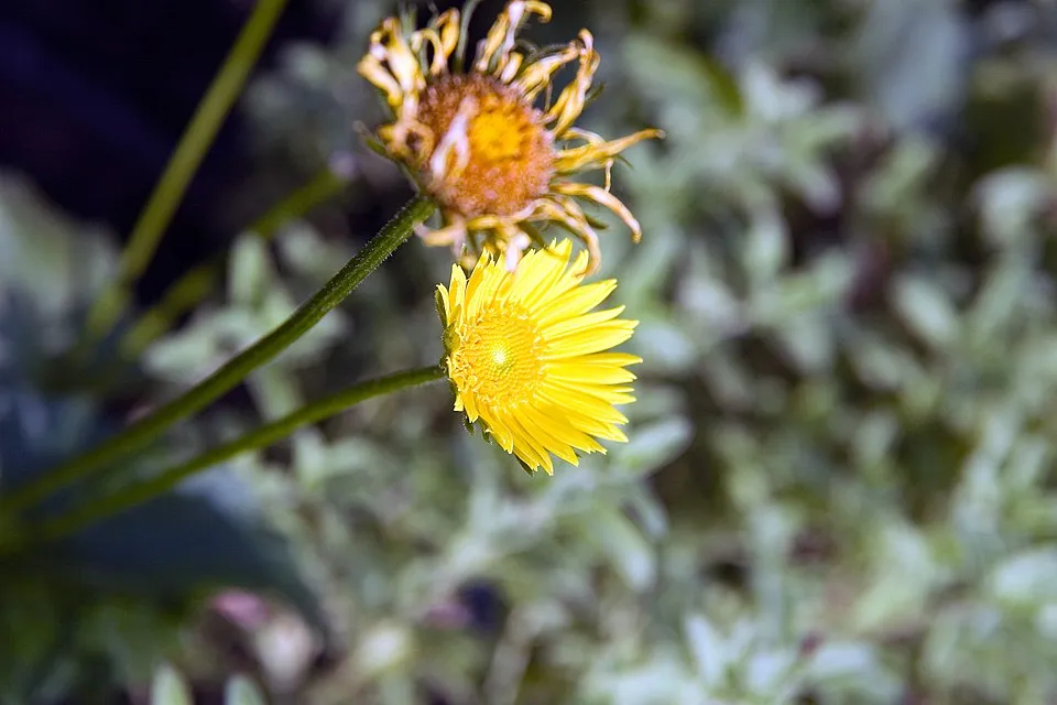 Keleti zergevirág / Doronicum orientale 'Little Leo'