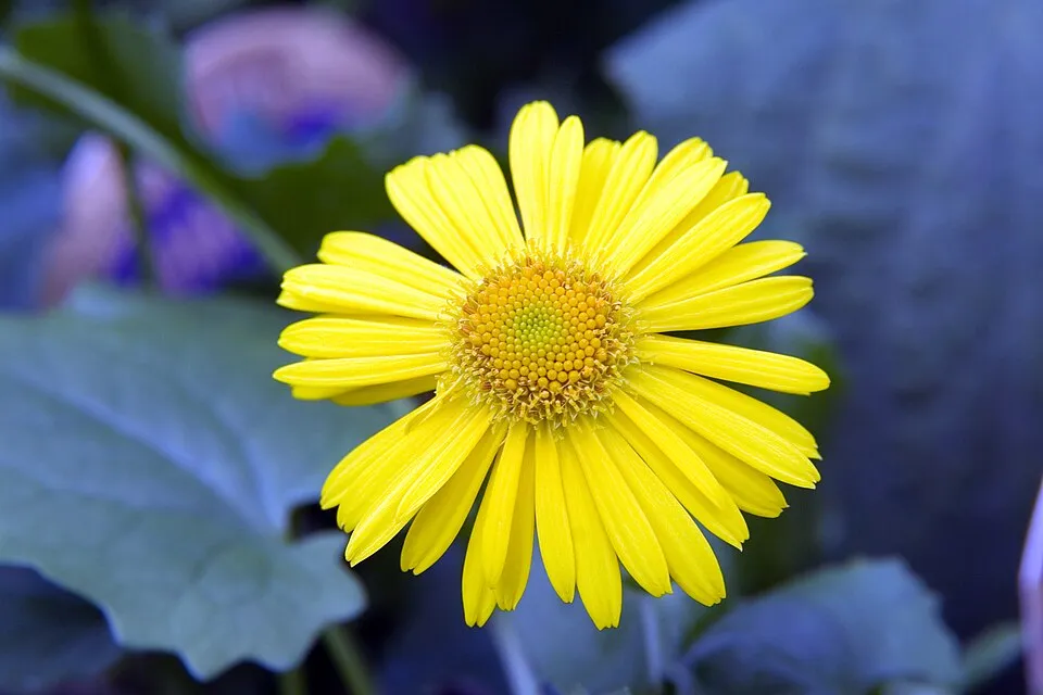 Keleti zergevirág / Doronicum orientale 'Little Leo'