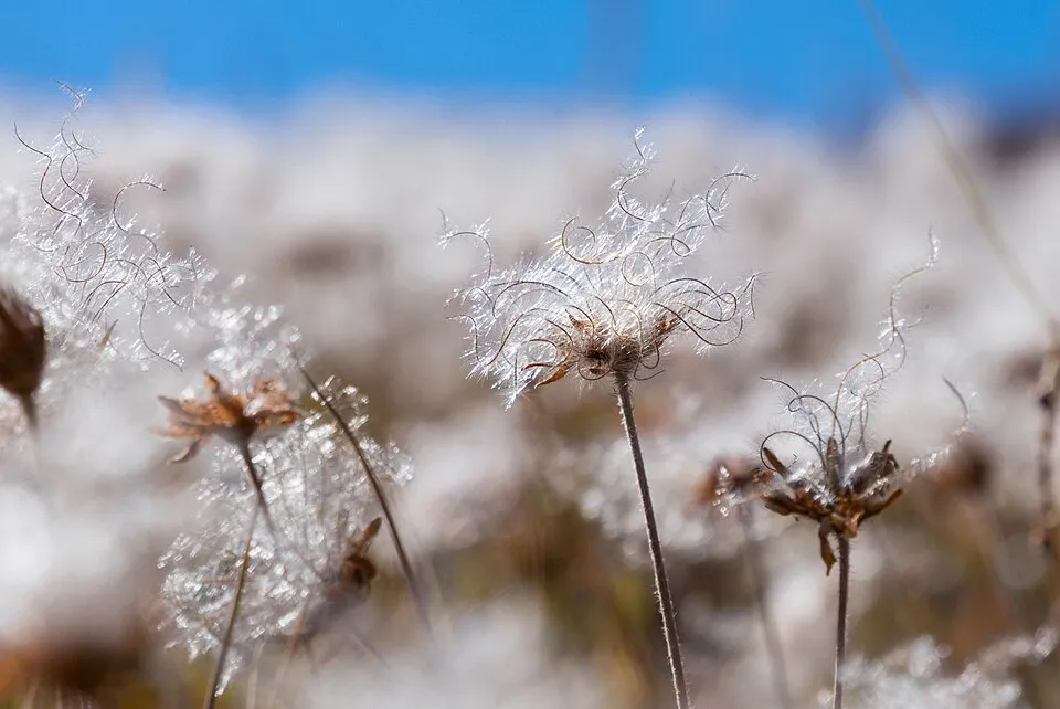 Havasi magcsákó / Dryas octopetala