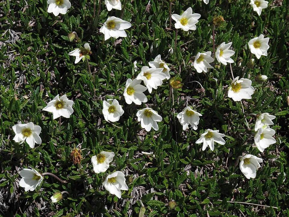 Havasi magcsákó / Dryas octopetala