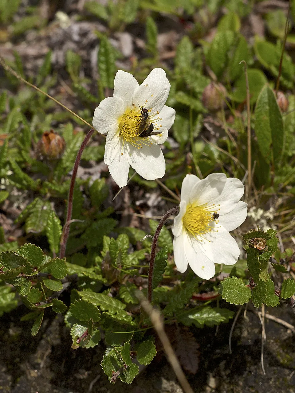 Havasi magcsákó / Dryas octopetala