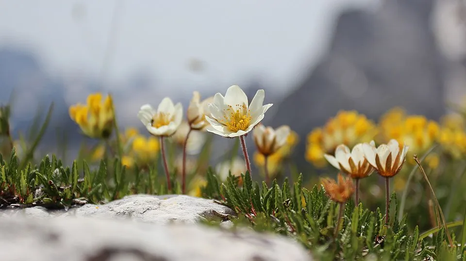 Havasi magcsákó / Dryas octopetala