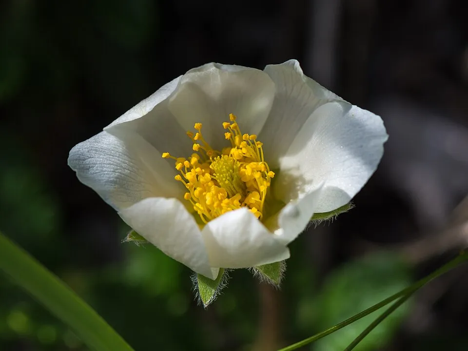 Havasi magcsákó / Dryas octopetala
