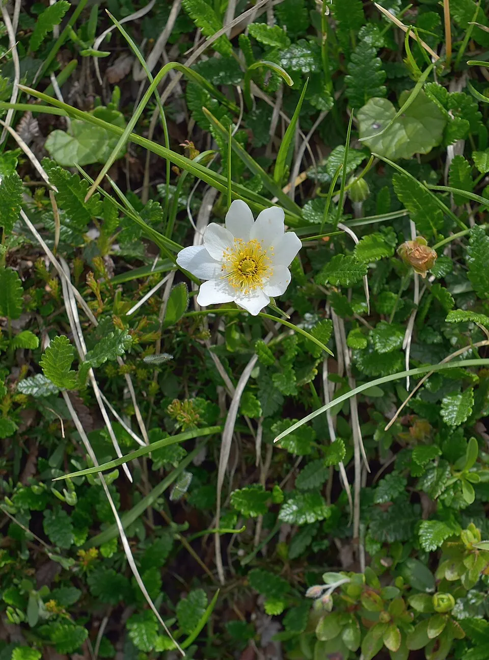 Havasi magcsákó / Dryas octopetala