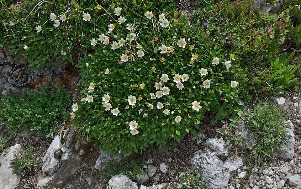 Havasi magcsákó / Dryas octopetala