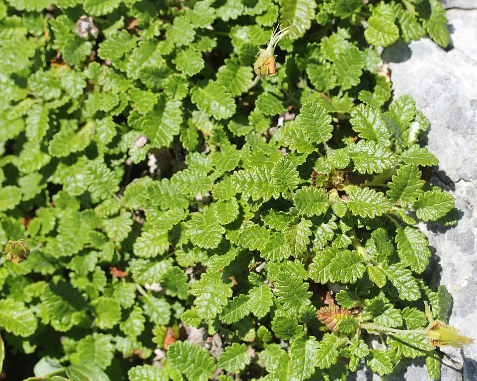 Havasi magcsákó / Dryas octopetala