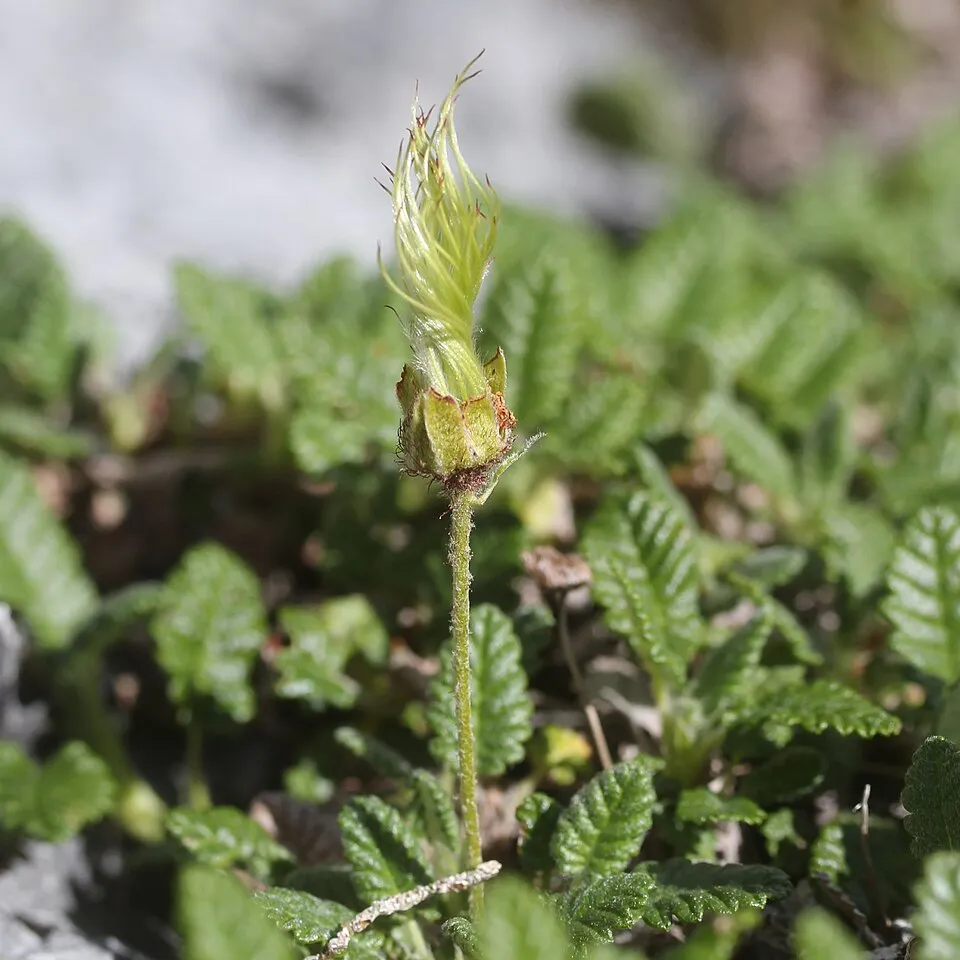 Havasi magcsákó / Dryas octopetala