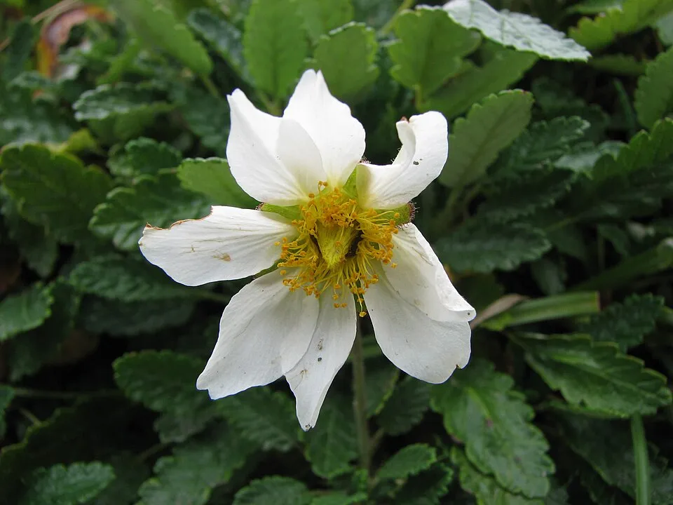Havasi magcsákó / Dryas octopetala