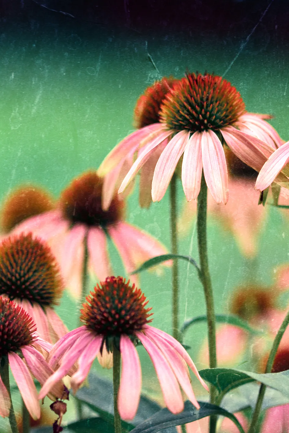 Kasvirág / Echinacea DARK SHADOWS 'Mystic'