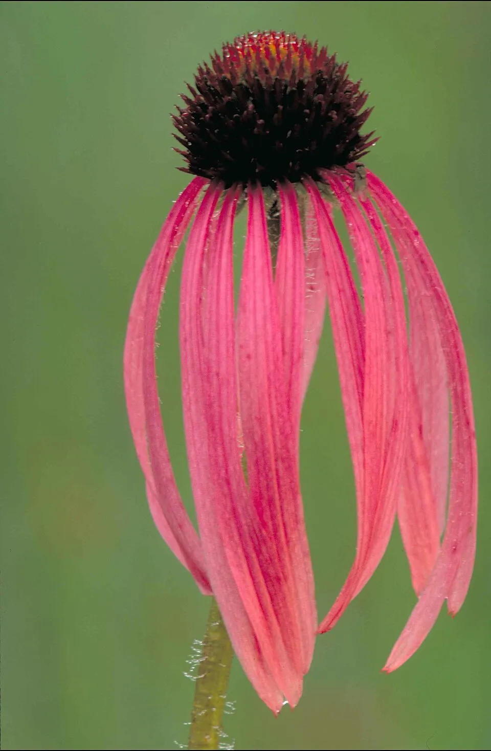 Kasvirág / Echinacea DARK SHADOWS 'Mystic'
