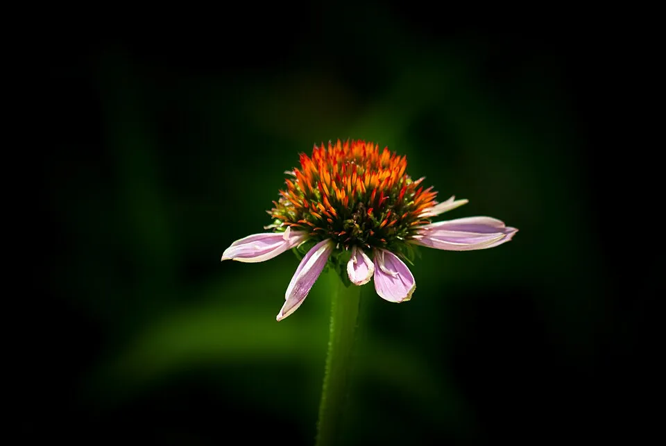Kasvirág / Echinacea DARK SHADOWS 'Mystic'