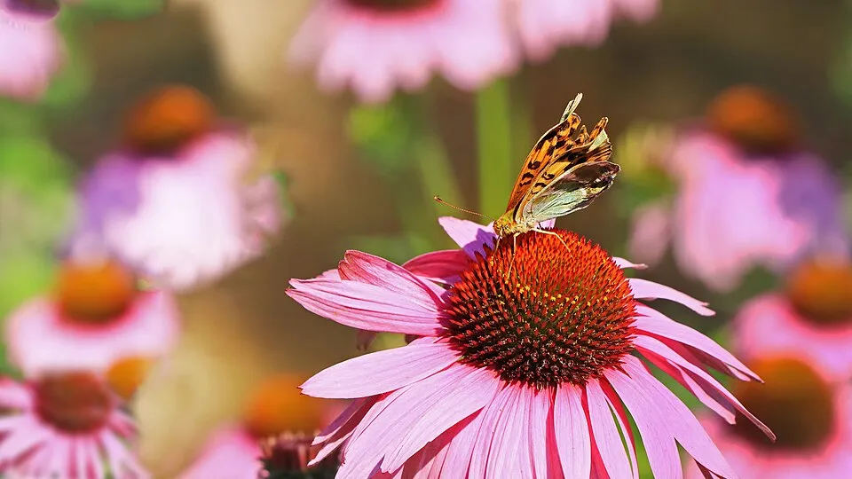 Kasvirág / Echinacea '(Papillon) Green Woodpecker'