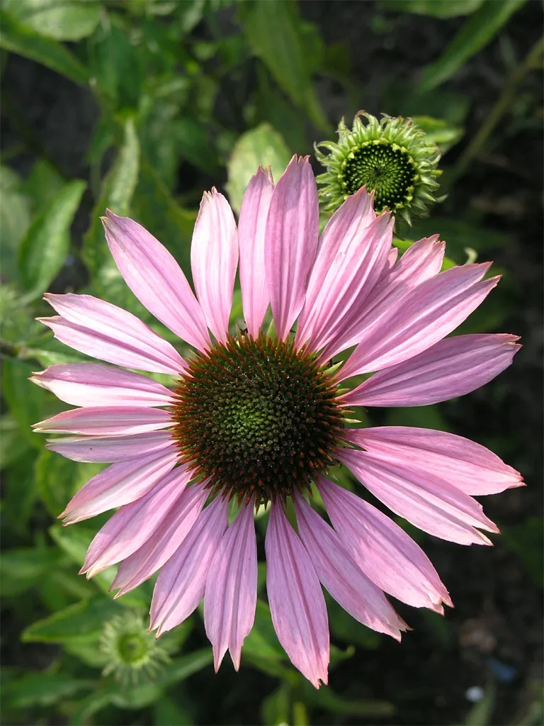 Kasvirág / Echinacea 'Irresistible'