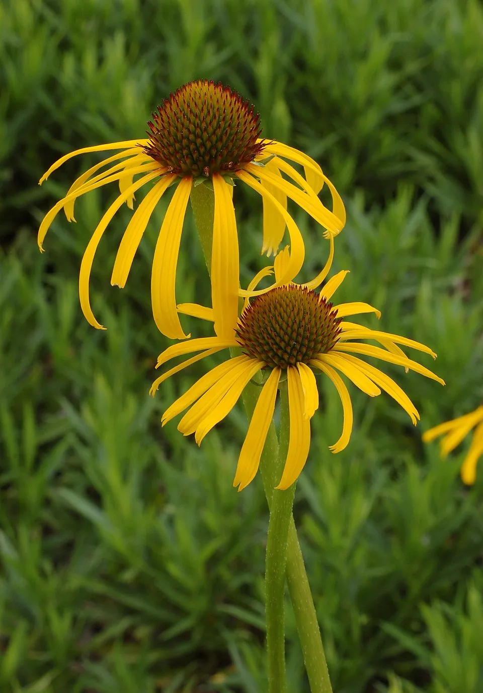 Kasvirág / Echinacea 'Irresistible'