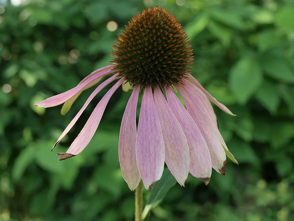 Kasvirág / Echinacea 'Irresistible'