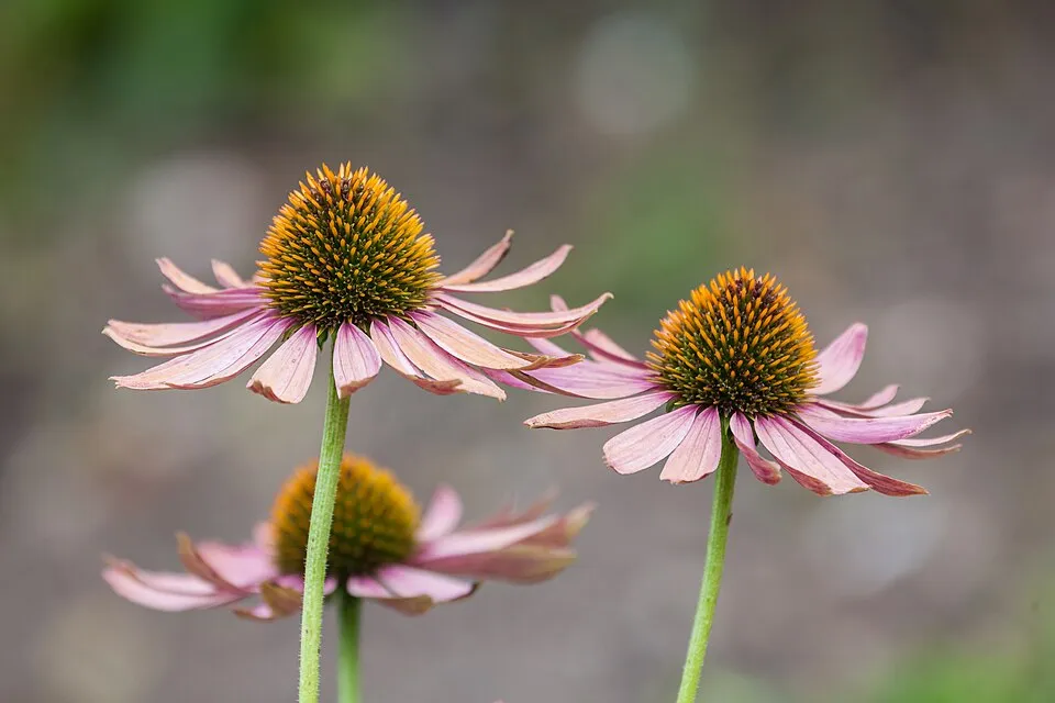 Kasvirág / Echinacea 'Irresistible'