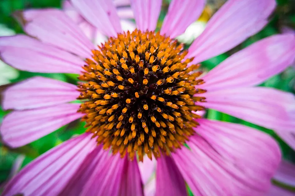 Kasvirág / Echinacea 'Julia'