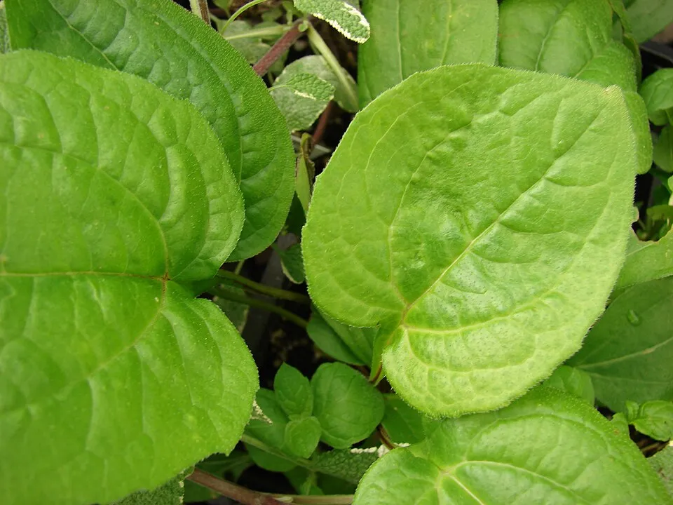 Kasvirág / Echinacea 'Julia'