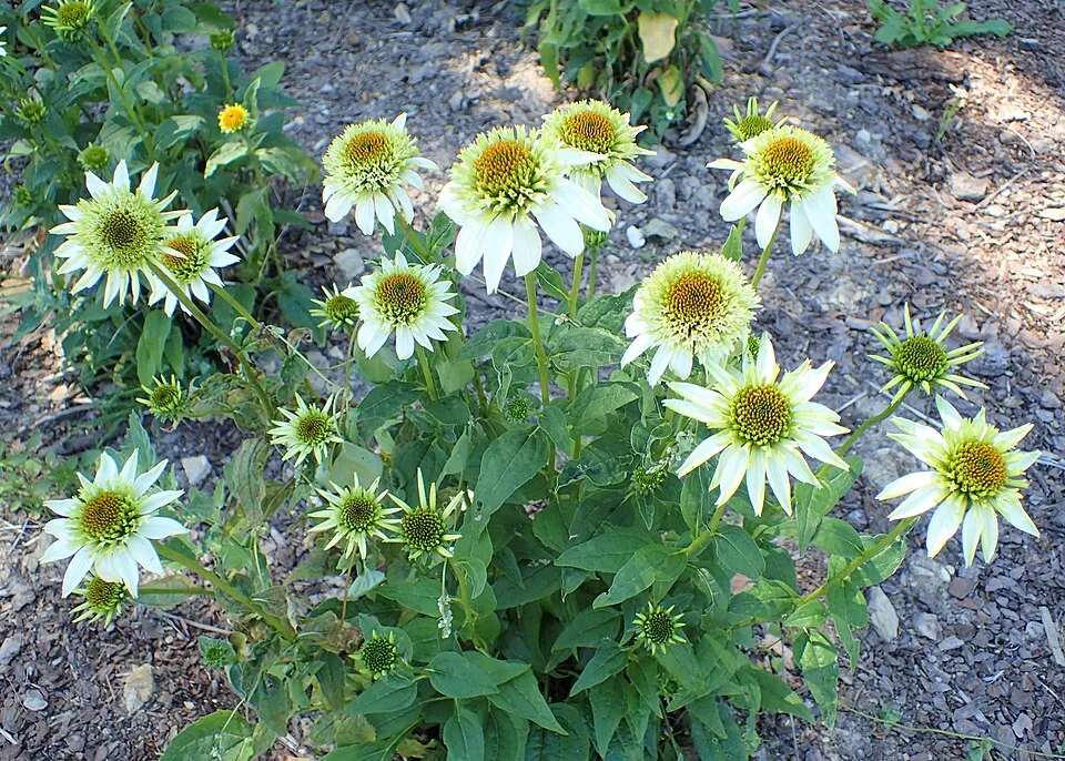Kasvirág / Echinacea 'Milkshake'