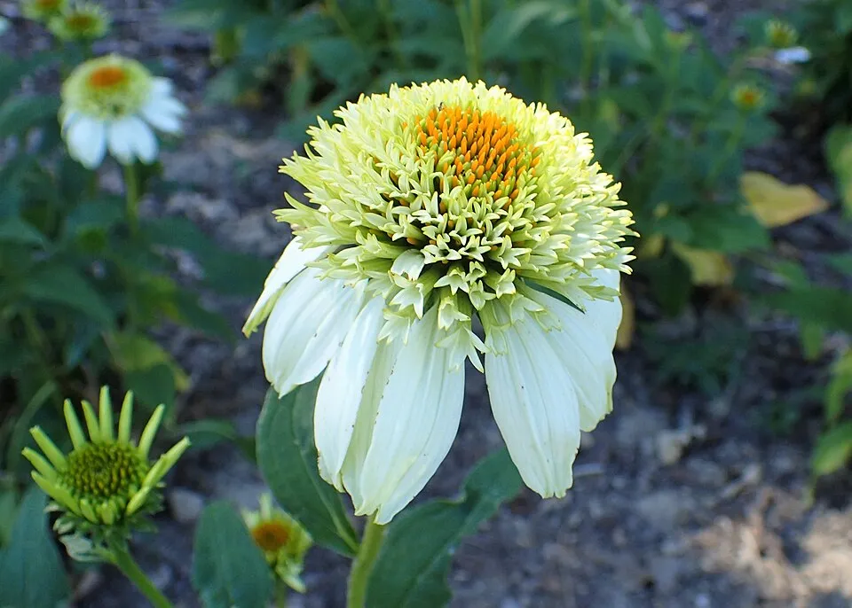 Kasvirág / Echinacea 'Milkshake'