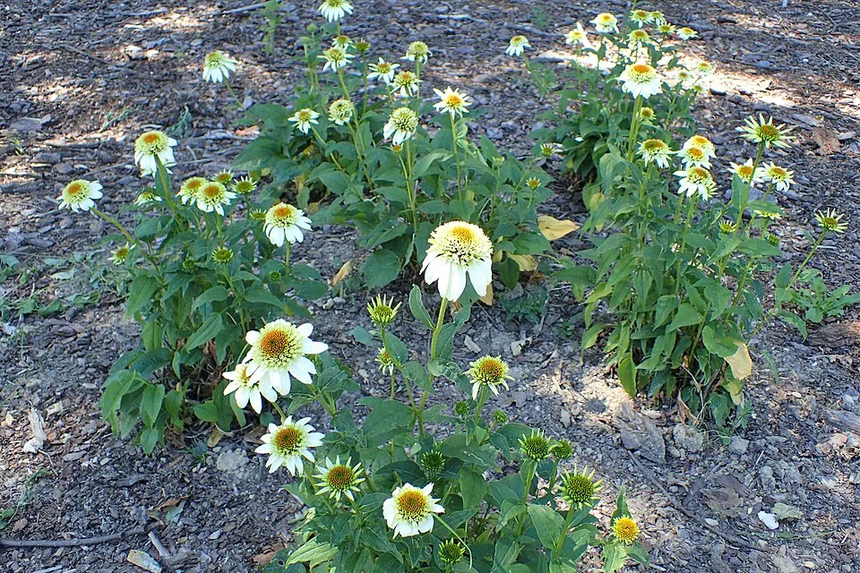 Kasvirág / Echinacea 'Milkshake'