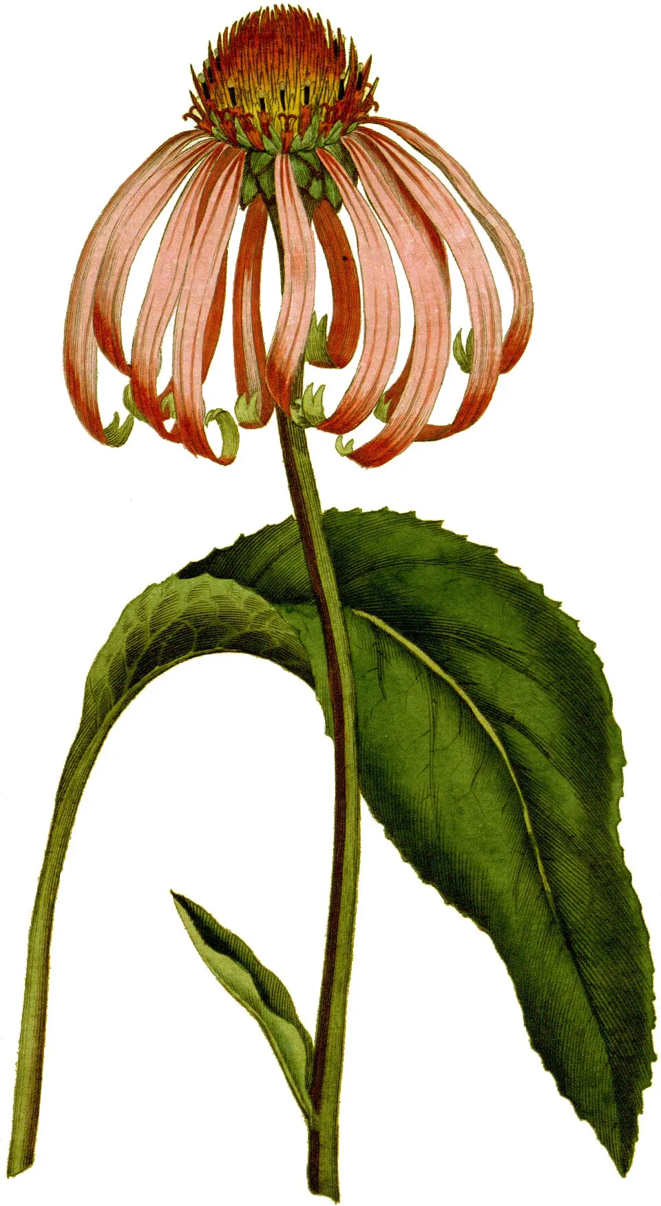 Kasvirág / Echinacea SUNSEEKERS® 'Blush'