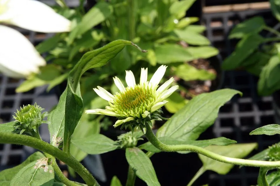 Kasvirág / Echinacea SUNSEEKERS® 'Pumpkin Pie'