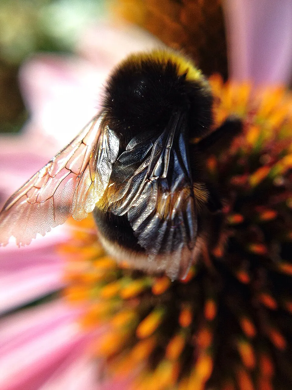 Kasvirág / Echinacea 'Sweet Chili'