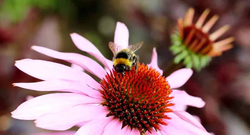 Kasvirág / Echinacea 'Sweet Chili'