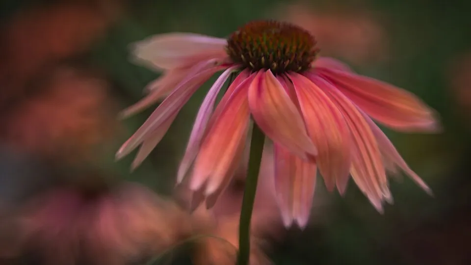 Kasvirág / Echinacea 'Sweet Chili'