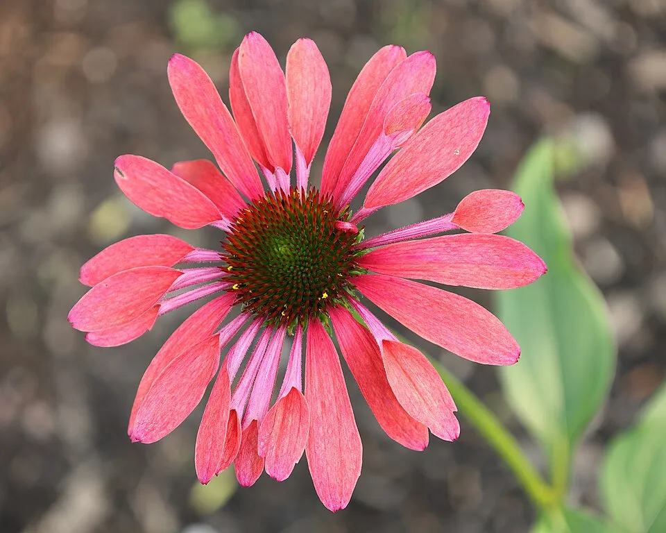 Kasvirág / Echinacea 'Sweet Chili'