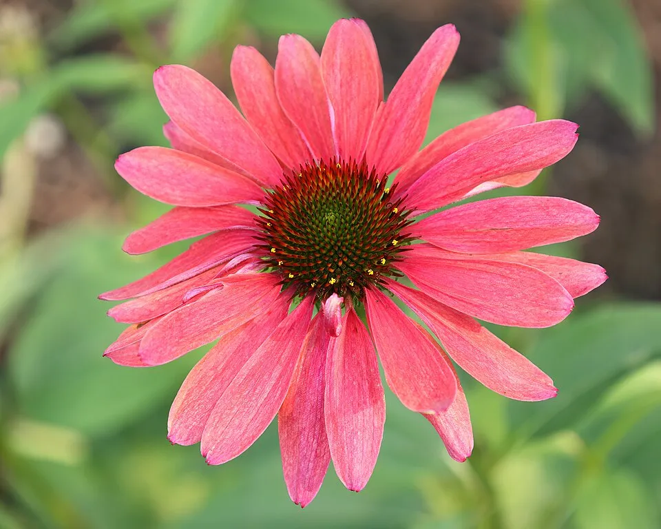 Kasvirág / Echinacea 'Sweet Chili'