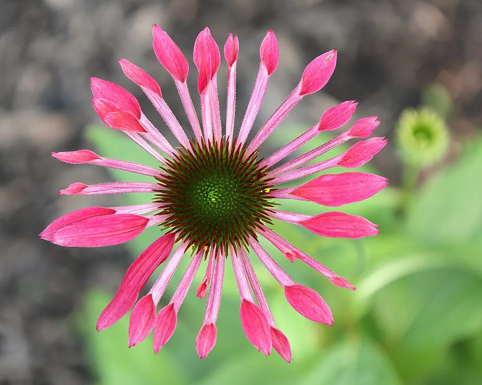 Kasvirág / Echinacea 'Sweet Chili'