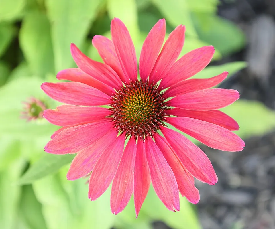 Kasvirág / Echinacea 'Sweet Chili'