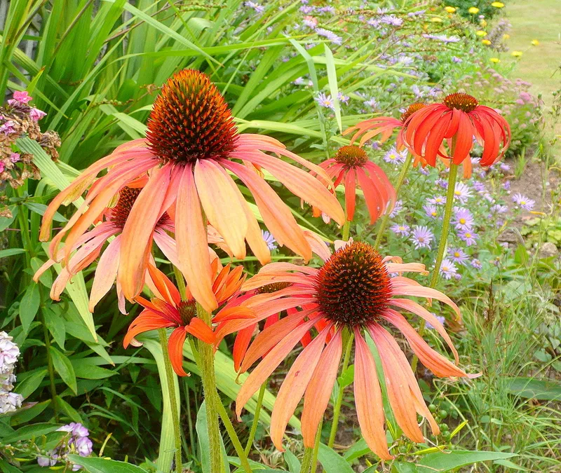Kasvirág / Echinacea 'Tomato Soup'