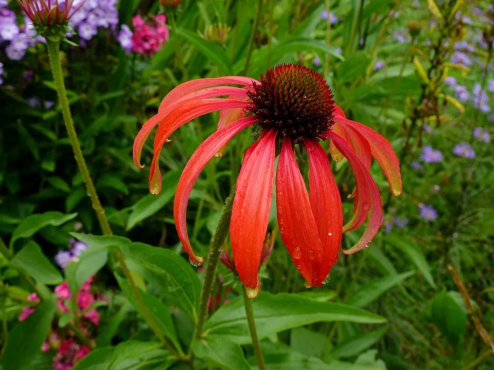 Kasvirág / Echinacea 'Tomato Soup'