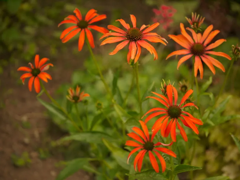 Kasvirág / Echinacea 'Tomato Soup'