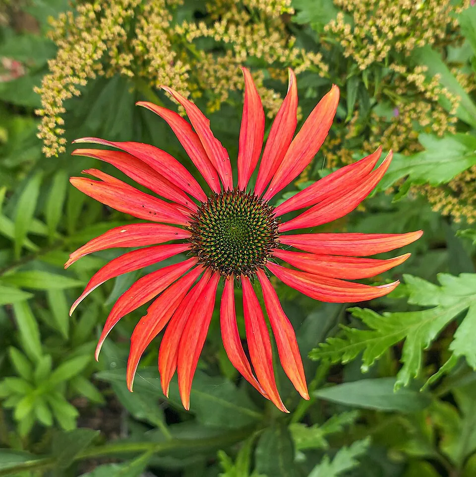 Kasvirág / Echinacea 'Tomato Soup'